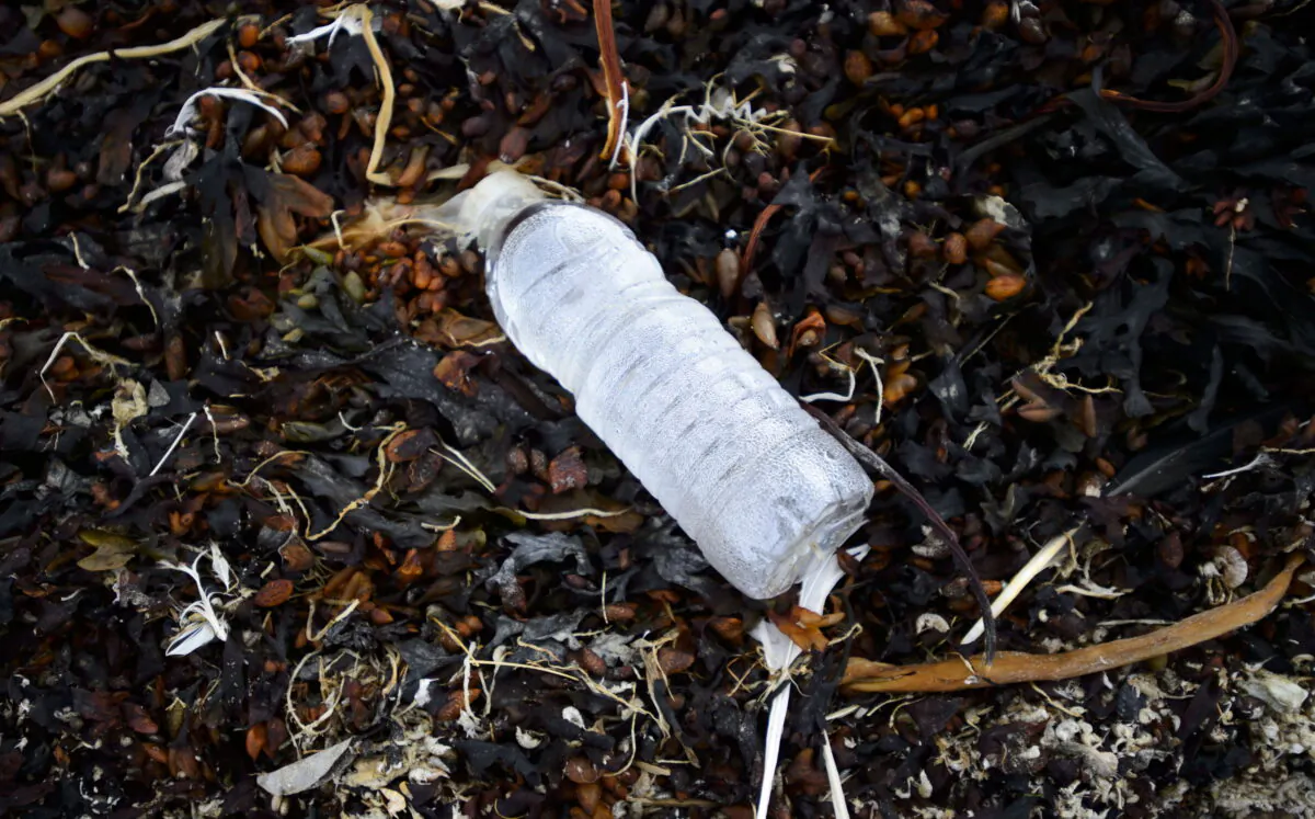 A single use plastic water bottle sits amongst a pile of seaweed on the shore of Frobisher Bay in Iqaluit, on Aug. 2, 2019. (The Canadian Press/Sean Kilpatrick)