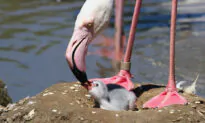 Rhode Island Zoo Welcomes Flamingo Chick, First ‘Little Floof’ Born On-Site in 22 Years