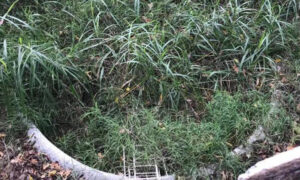 Man Shocked to Find Big Pool Hidden in the Yard of His $20,000 Fixer-Upper House