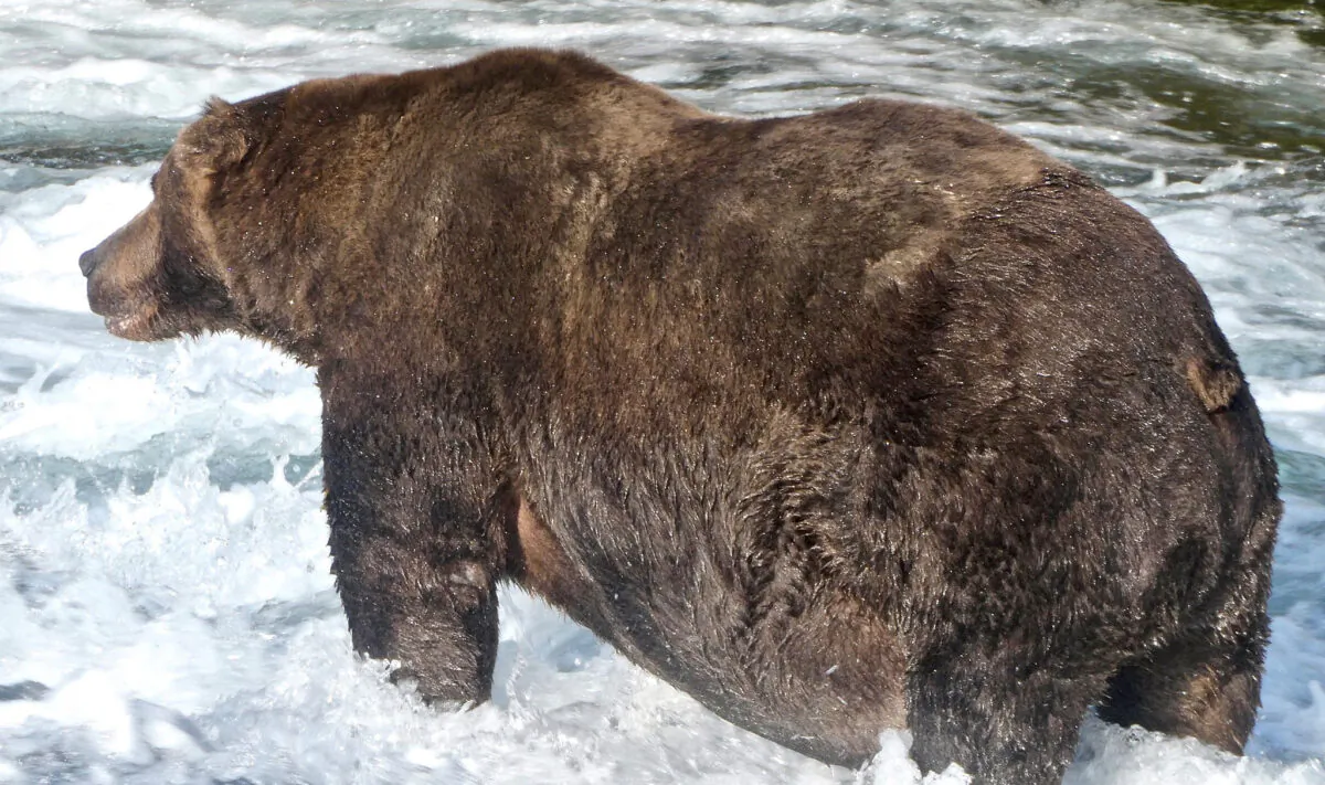 File photo of a brown bear. (U.S. National Park Service/ Handout via Reuters)