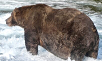 Alaska’s Fattest Bear: The Wide-Bodied Beast Named 747 Wins the 2020 Crown