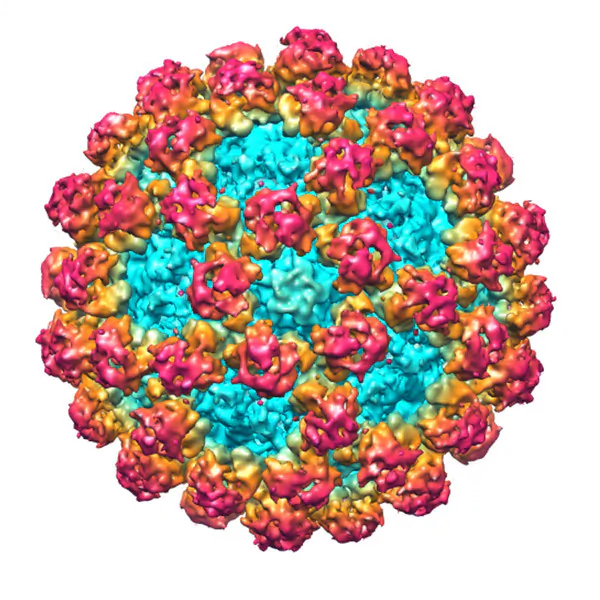 Positive-polarity RNA virus called the Noroviruses. (Debbink et al./PLoS Pathog [CC BY-SA 2.0])
