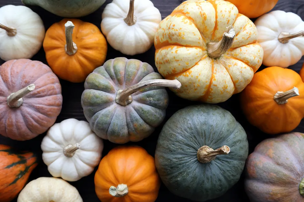 To store well, pumpkins should have a 3- or 4-inch piece of stem. (Krzysztof Slusarczyk/Shutterstock)