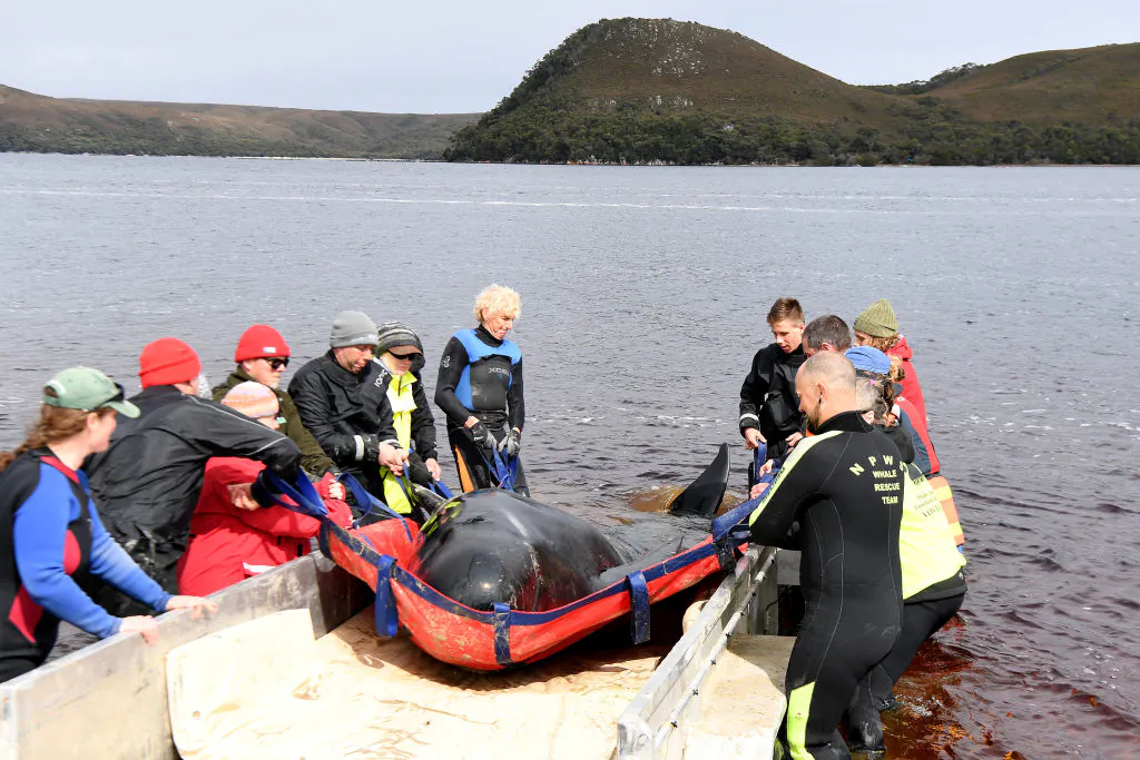 Rescue teams work to save a Pilot Whale at Macquarie Harbour in Strahan, Tasmania, Australia on Sept. 24, 2020. (Steve Bell/Getty Images)