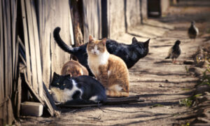 Ask the Vet: Hoarder Has Too Many Animals for Adequate Care