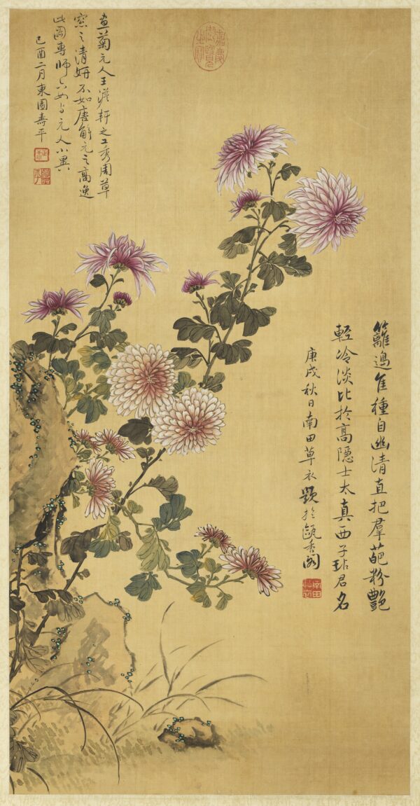Chrysanthemums Yun Shouping