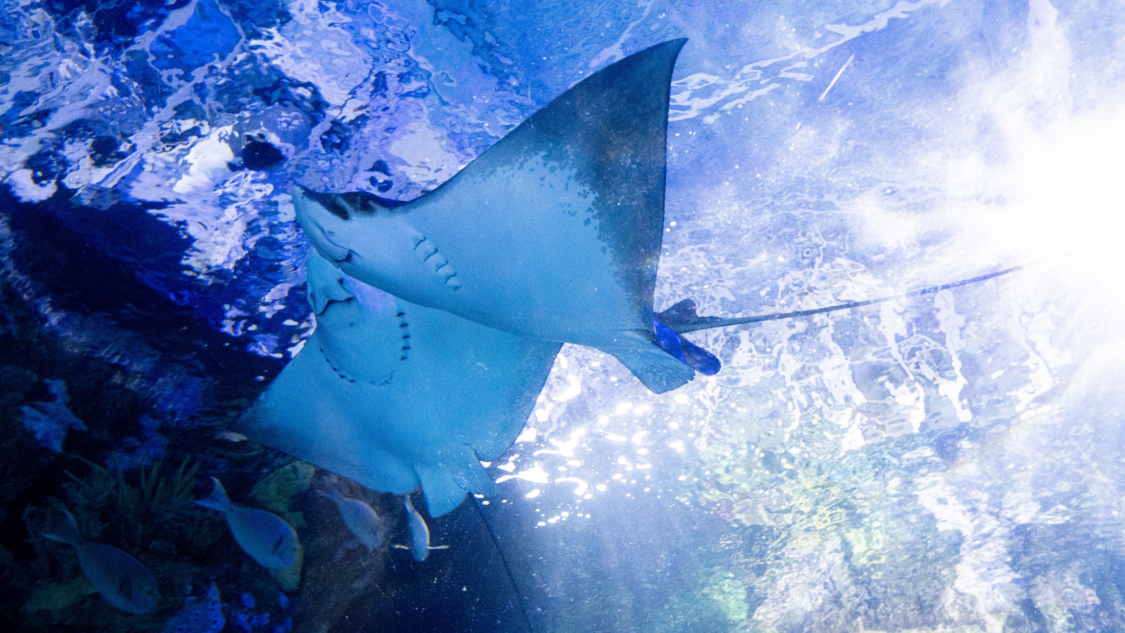 Aquarium
