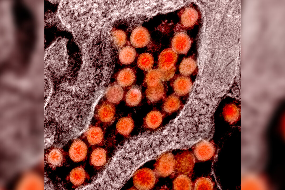 Transmission electron micrograph of particles of the SARS-CoV-2 virus, isolated from a patient. (NIAID)