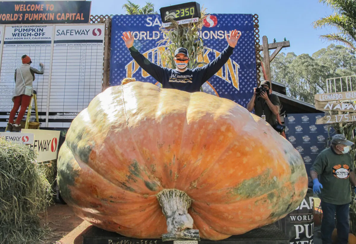 Travis Gienger is the champion of a 2,350-pound pumpkin, at Half Moon Bay's annual Safeway World Championship Pumpkin Weigh-Off on Oct. 12, 2020. (Ilene Eng/The Epoch Times)