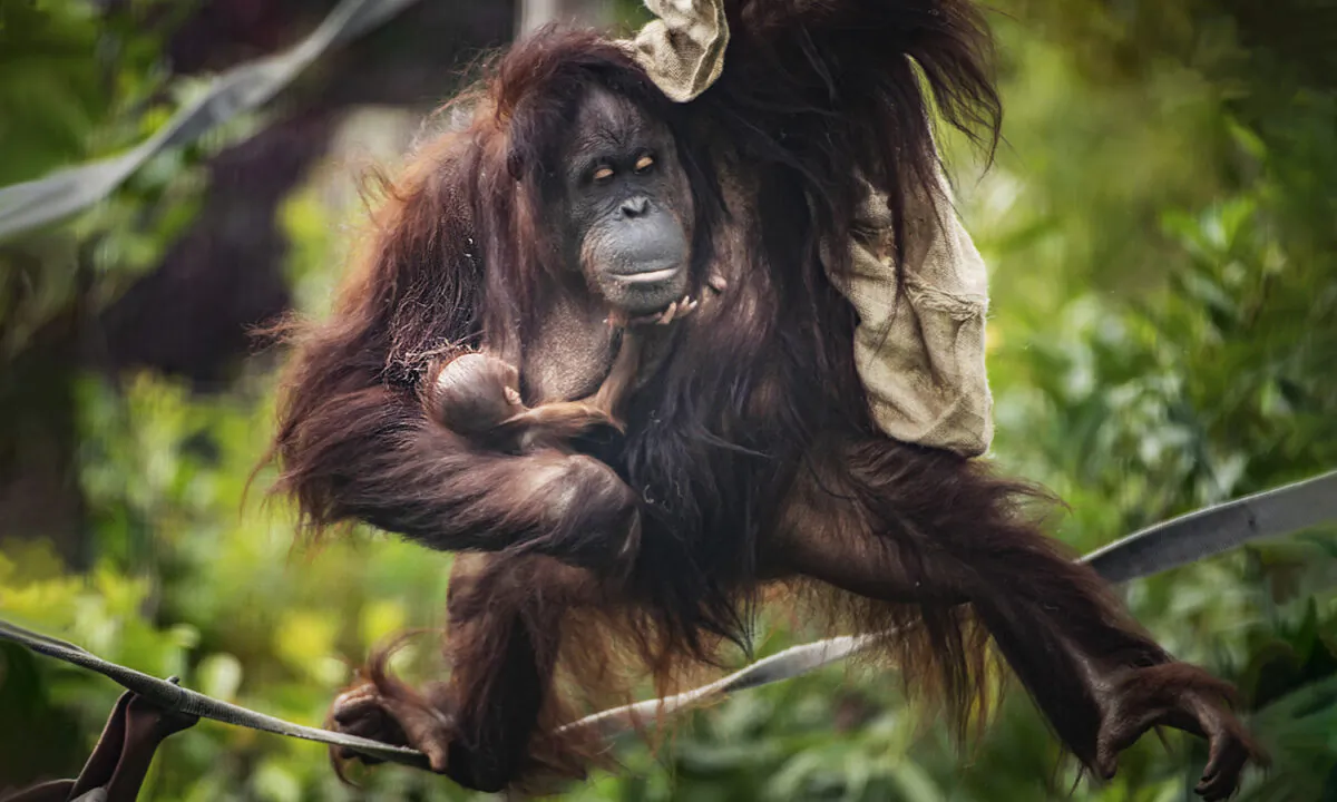 (Courtesy of Chester Zoo)