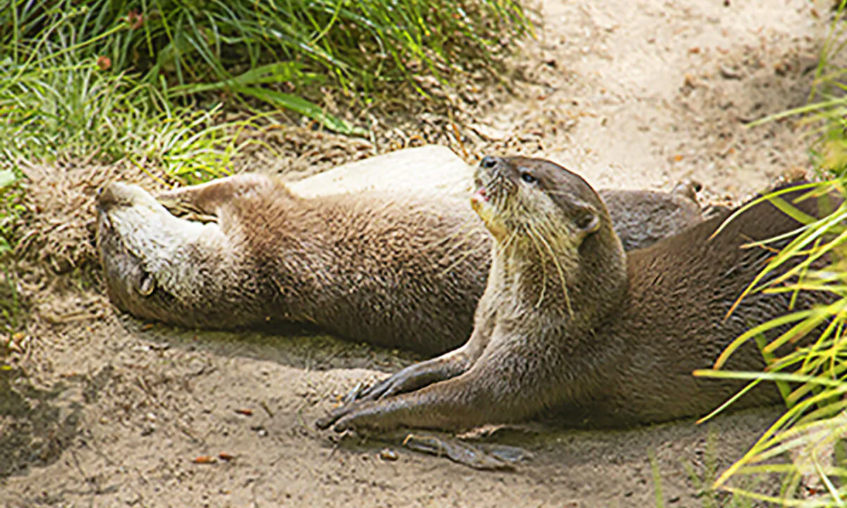 (Courtesy of Cornish Seal Sanctuary)