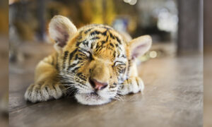 Couple Buy a ‘Savannah Cat’ for $7,000, but It Turns Out to Be a Sumatran Tiger Cub