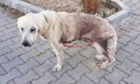 Abandoned Golden Retriever With 48 Hours to Live is Rescued, Gets Second Chance at Life