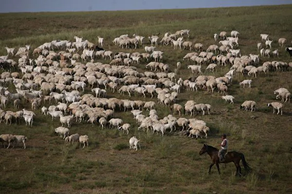 Brucellosis Outbreak in China Worsening as Disease Spreads to Farms