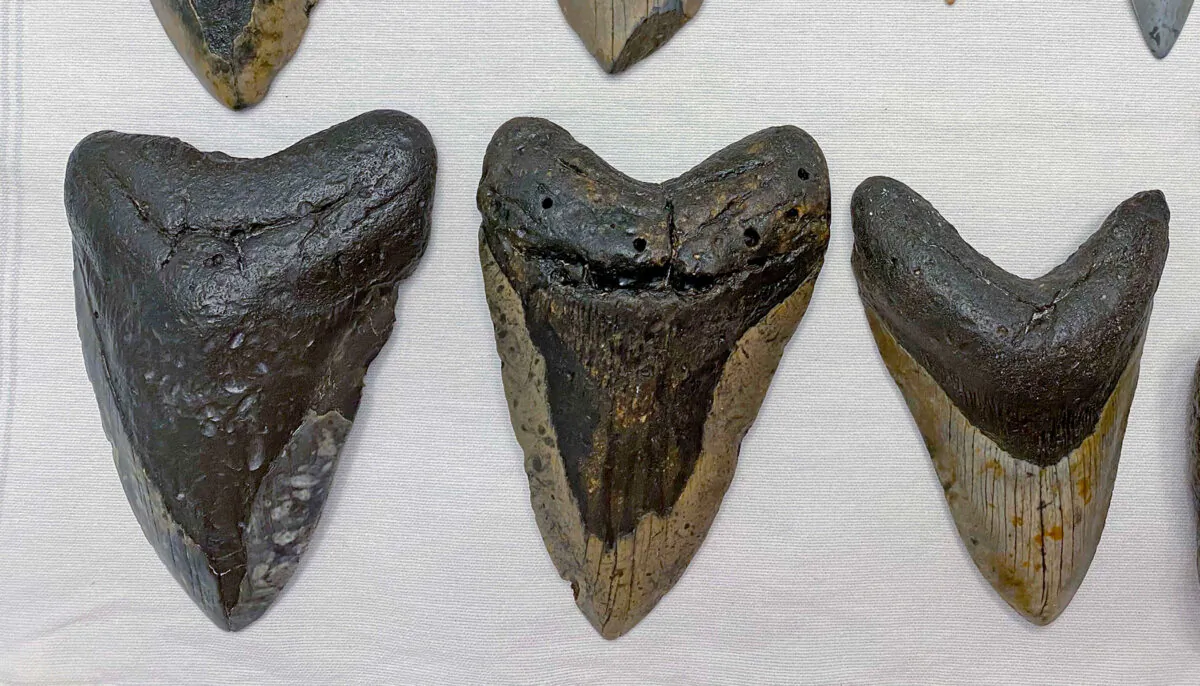 (Caters News)
