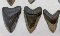 Woman Diver Hits Jackpot, Finds Megalodon Shark Teeth Up to 15 Million Years