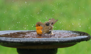 Heated Birdbaths for the Winter