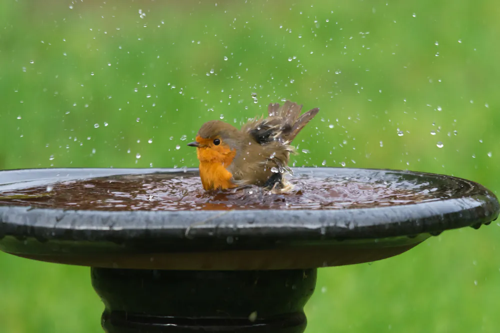 All birds need water to drink and will bathe even when it is very cold out. (Gillian Pullinger/Shutterstock)