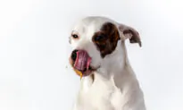 Ask the Vet: Xylitol Artificial Sweetener Is Toxic to Dogs