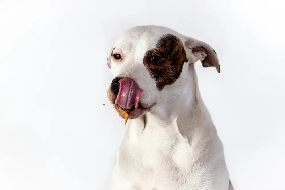 Make sure any peanut butter you feed your dog is free of xylitol. (CL Shebley/Shutterstock)