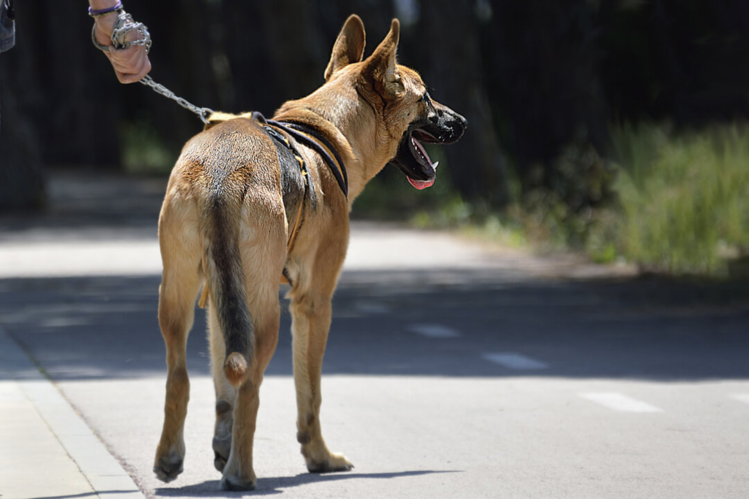 Abandoned Dog Found Tied to a Tree Rescued, Now Training to Be a K9 ...