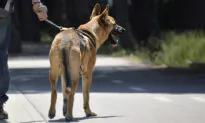 Abandoned Dog Found Tied to a Tree Rescued, Now Training to Be a K9 Search & Rescuer