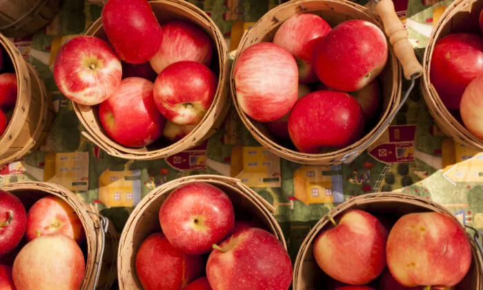 Far From the Tree: A Brief History of Apples, and the Heirloom Varieties Making a Comeback