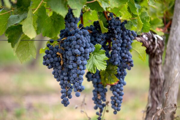 merlot grapes