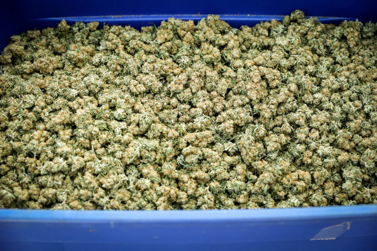 A crate of marijuana buds from an illegal grow operation in a residential suburb in Denver, Colo., on Oct. 1, 2020. (Charlotte Cuthbertson/The Epoch Times)
