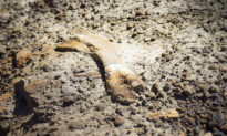 12-Year-Old Stumbles on 69-Million-Year-Old Duck-Billed Dinosaur Fossil in Canada Badlands