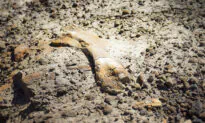 12-Year-Old Stumbles on 69-Million-Year-Old Duck-Billed Dinosaur Fossil in Canada Badlands