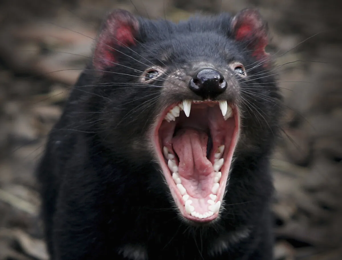 A Tasmanian Devil bears it's teeth at a quarantine facility in Hobart, Australia, on Aug.31, 2005. (Ian Waldie/Getty Images)