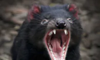Tasmania: Weird Names, Wombat Walkers, and Wine Whisperers