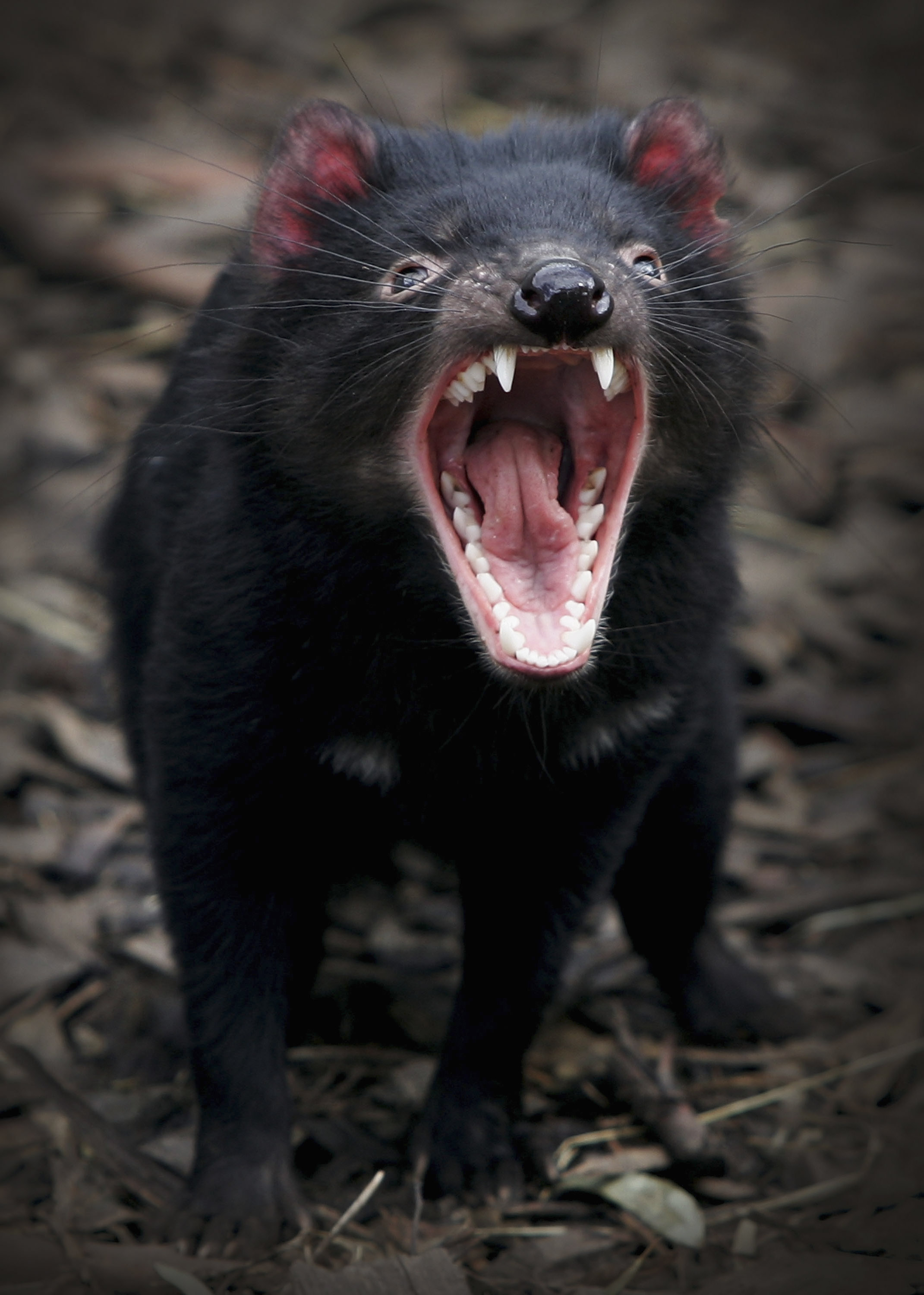 Tasmanian devils reintroduced into Australia's mainland for 1st time in  3,000 years - ABC News