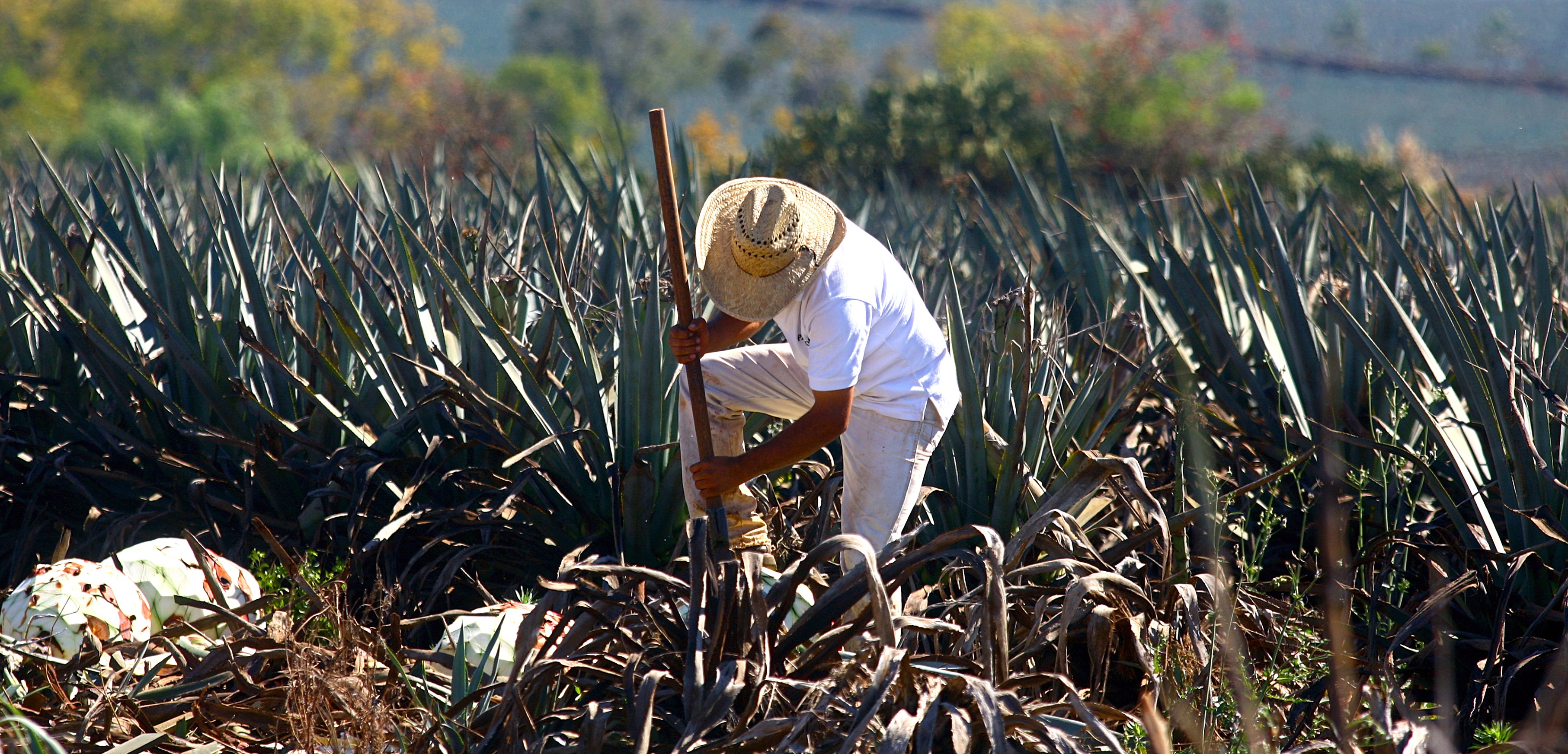 A farmer harvests a blue agave plant for
