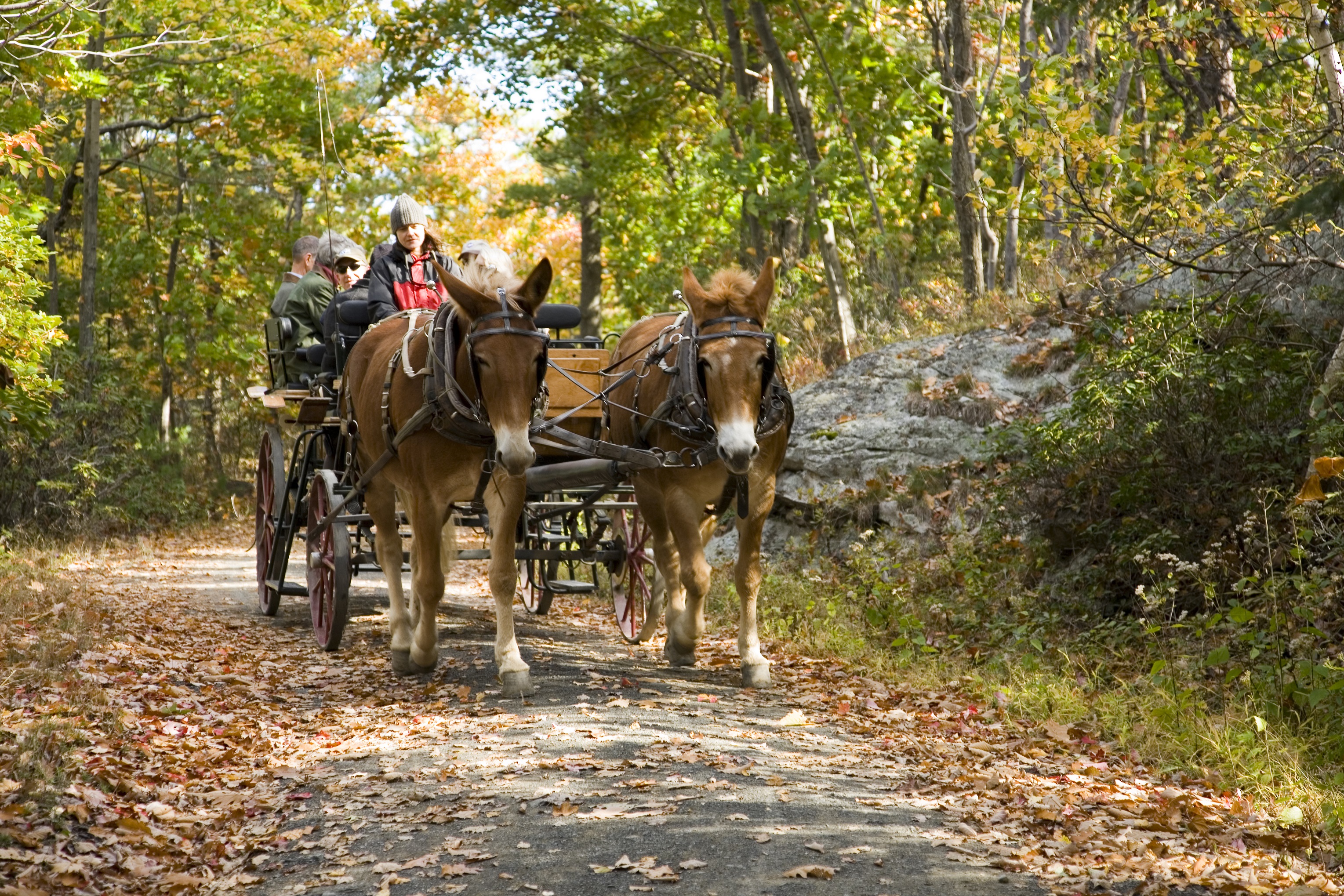Mohonk_Fall-Foliage-Carriage-Ride