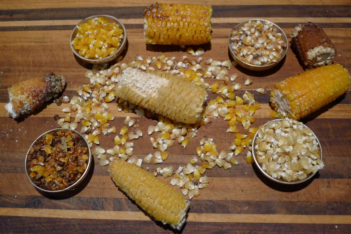 The only ingredient for chicos is corn—preferably with the husk on—and each batch will have a unique character, depending on the corn and how long it's roasted. (Ari LeVaux)