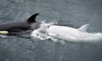 Boaters Spot Ultra-Rare White Killer Whale Seal Hunting Off the Coast of Alaska