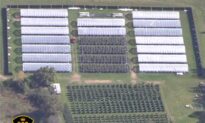 Illegal Cannabis Plants Worth Over $143 Million Seized by Ontario Police Since July