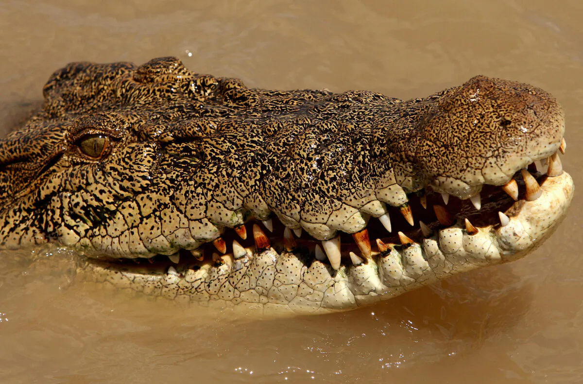An estuarine crocodilein the Adelaide river near Darwin in Australia's Northern Territory on Sept. 2, 2008. (Greg Wood/AFP via Getty Images)