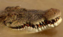 Man Reels in Saltwater Crocodile While Night Fishing