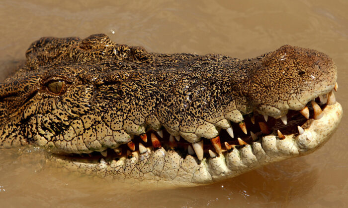An estuarine crocodile in the Adelaide river near Darwin in Australia's Northern Territory on Sept. 2, 2008. (Greg Wood/AFP via Getty Images)