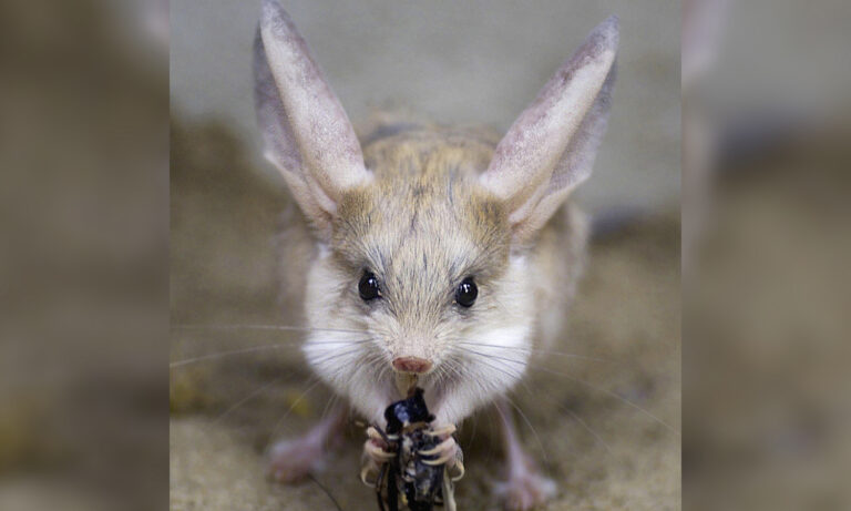 This Rodent Has the Largest Ears (Relative to Its Body) on Earth–and It's  Adorable!