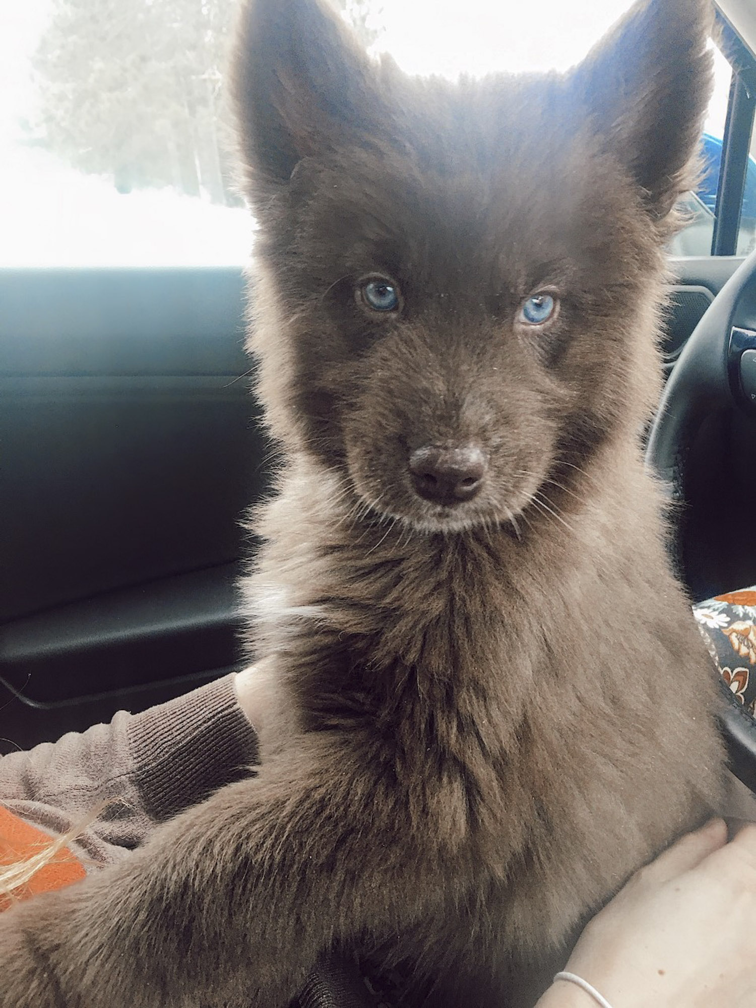 brown husky