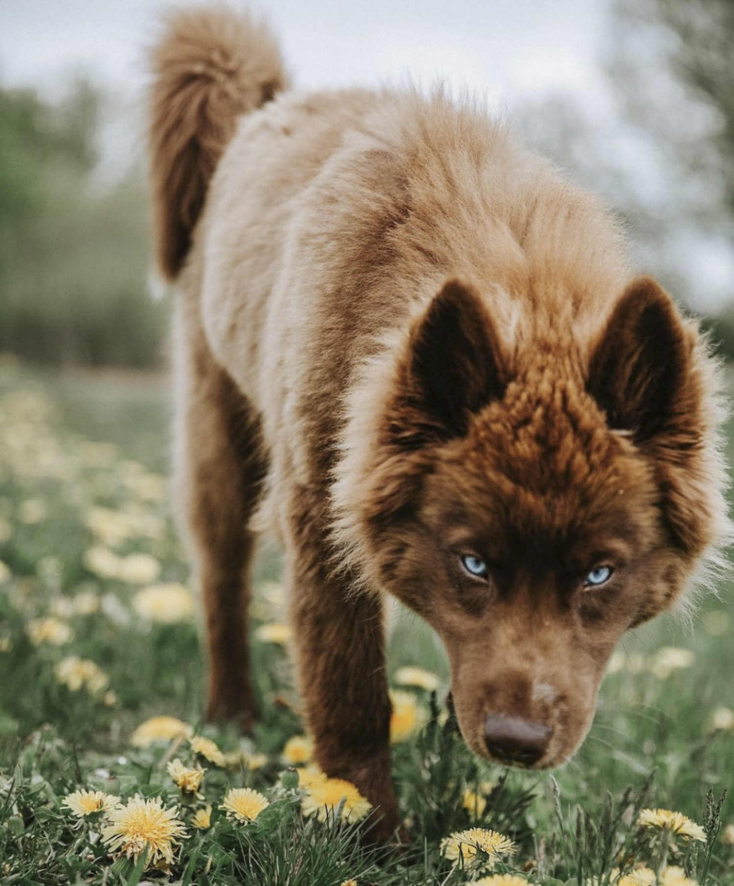 are there brown huskies