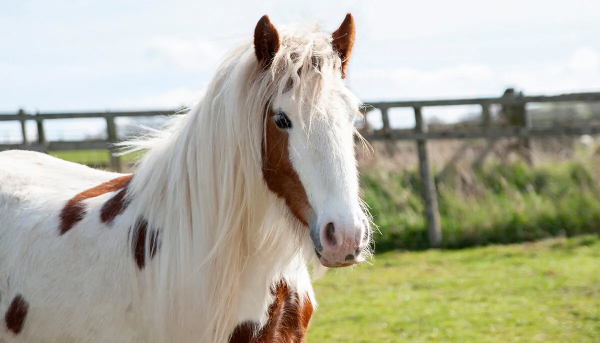 (Courtesy of Here4Horses)