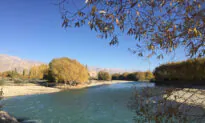 Depletion of Habitat of a Himalayan Fish May Signal Danger to Indus River