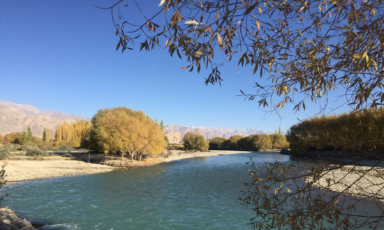 Depletion of Habitat of a Himalayan Fish May Signal Danger to Indus River