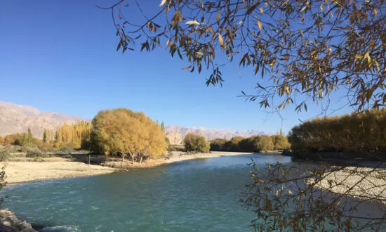Depletion of Habitat of a Himalayan Fish May Signal Danger to Indus River
