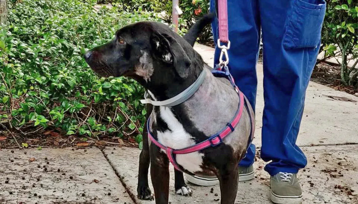 (Courtesy of Palm Beach County Animal Care and Control)